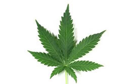 Cannabis Leaf