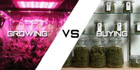 Growing Cannabis vs Buying Cannabis