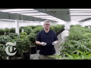 Inside the Cannabis Factory | The New York Times