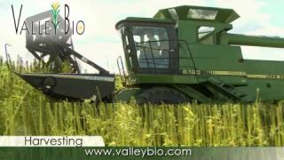 Industrial Hemp production basics for Ontario